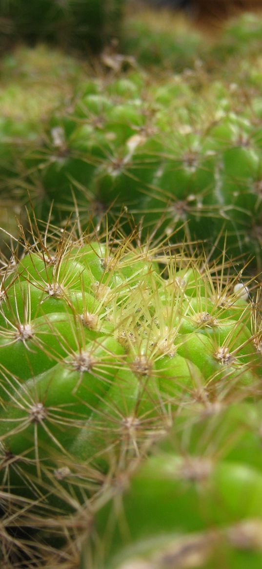 cactus, thorns, houseplant, close-up