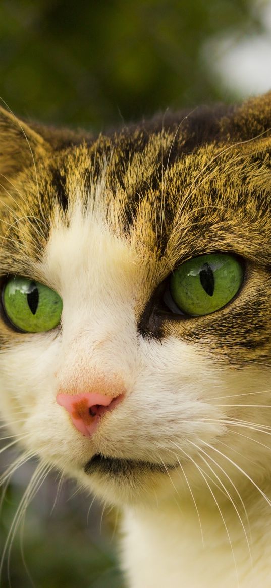 cat, face, spotted, green-eyed