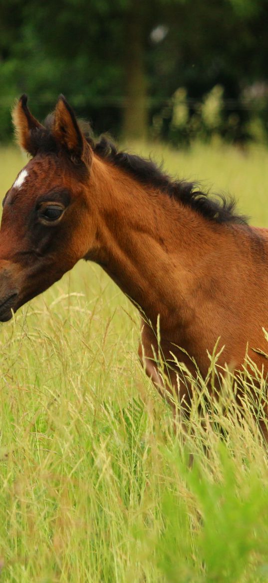 horse, colt, pasture, meadow