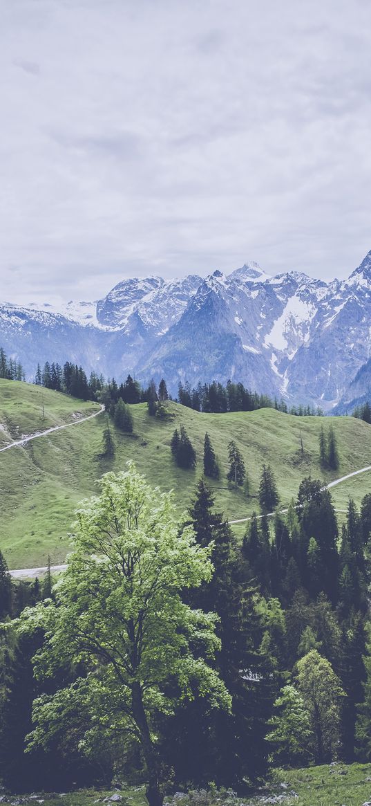 mountains, grass, forest, meadow, pasture