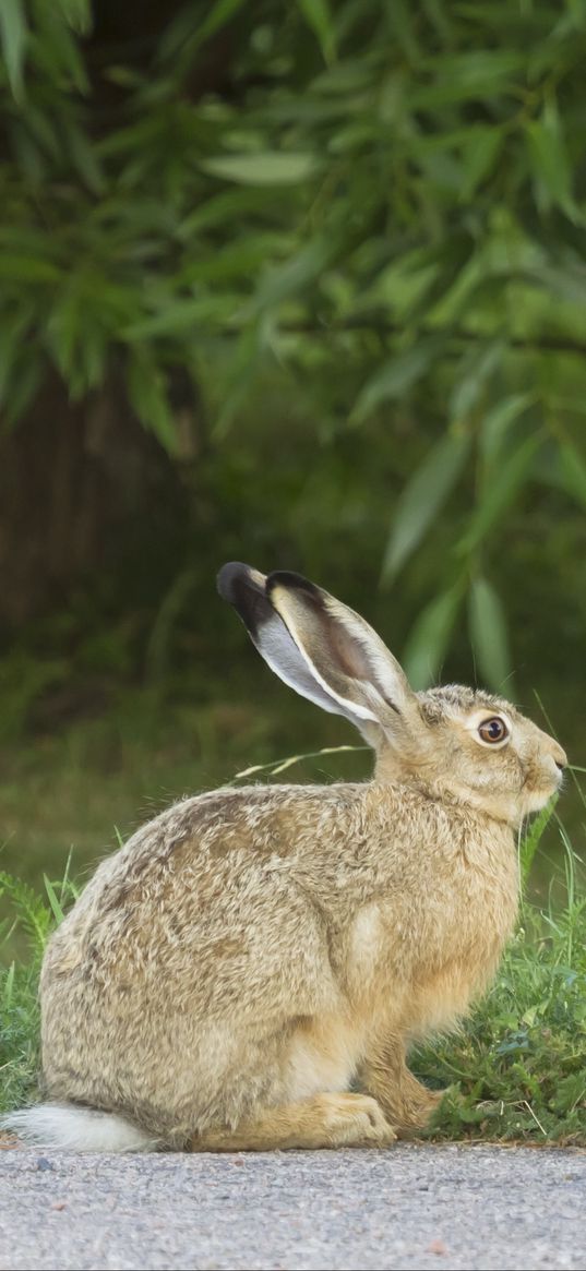 hare, rabbit, grass, fright