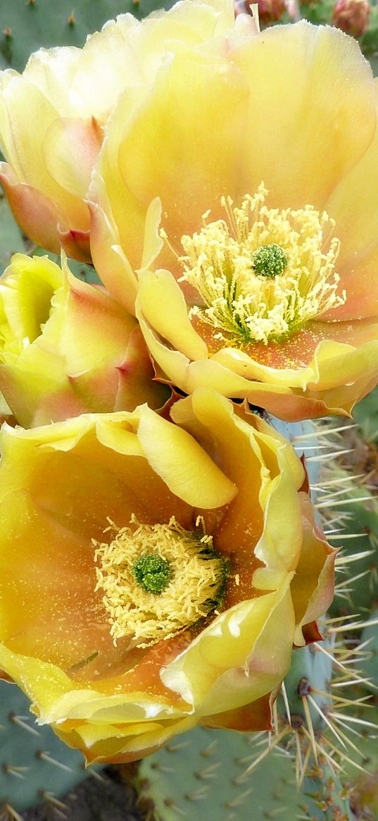 cactus, flowers, thorns