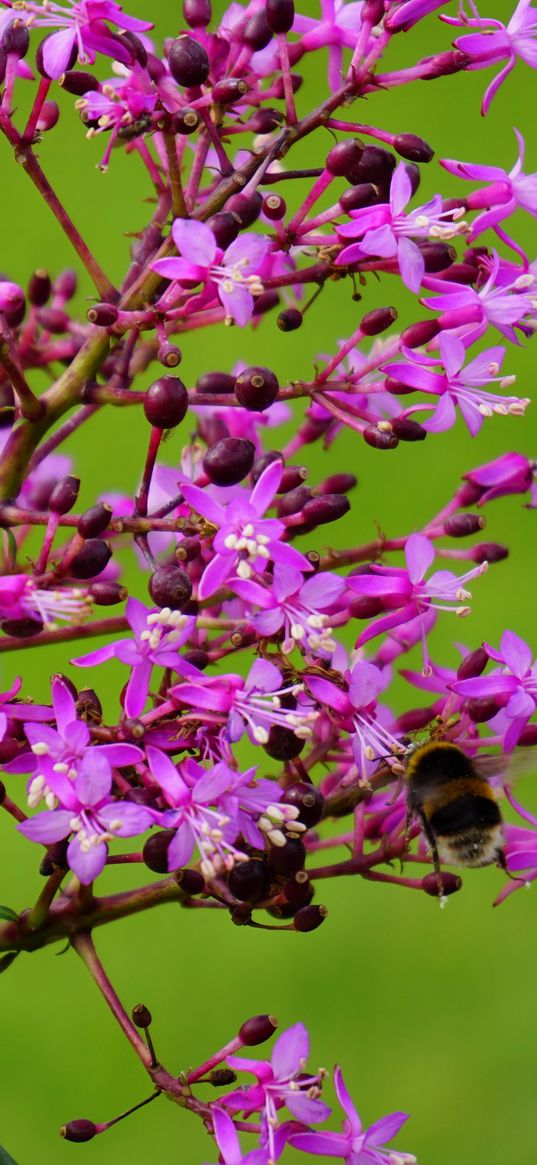 flower, bee, pollination, branch