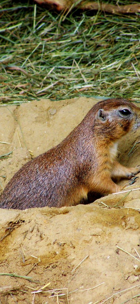 prairie dog, mink, sand, grass