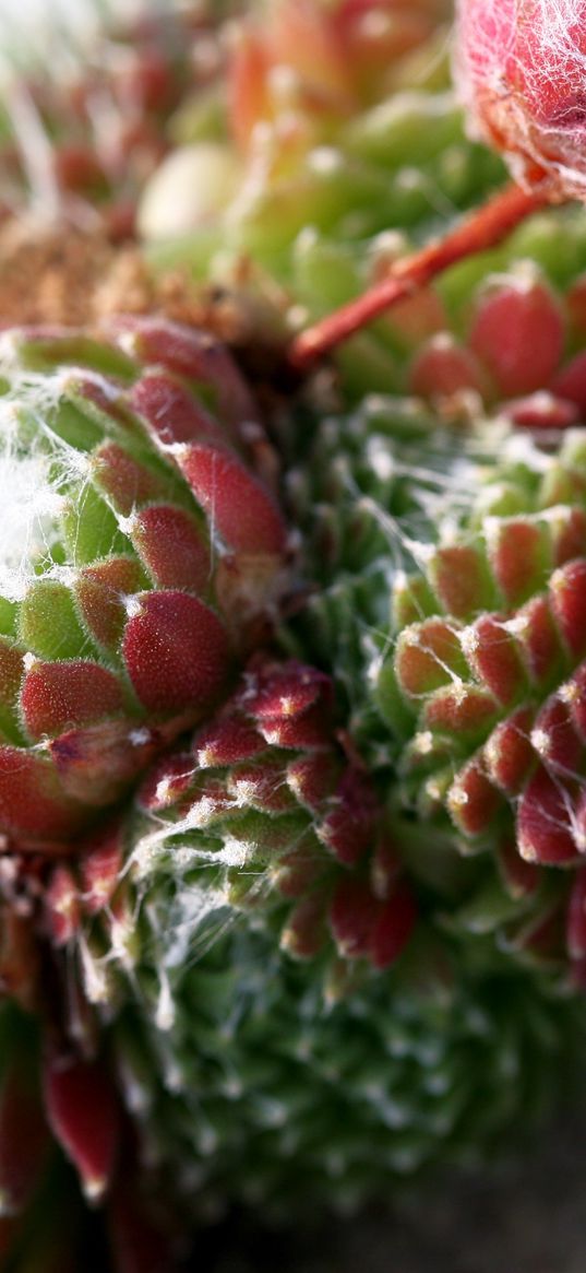 cactus, flower, thorn, macro