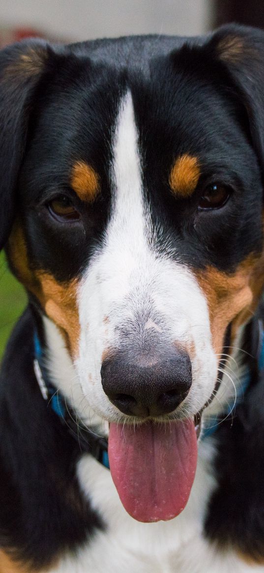 bernese mountain dog, dog, muzzle