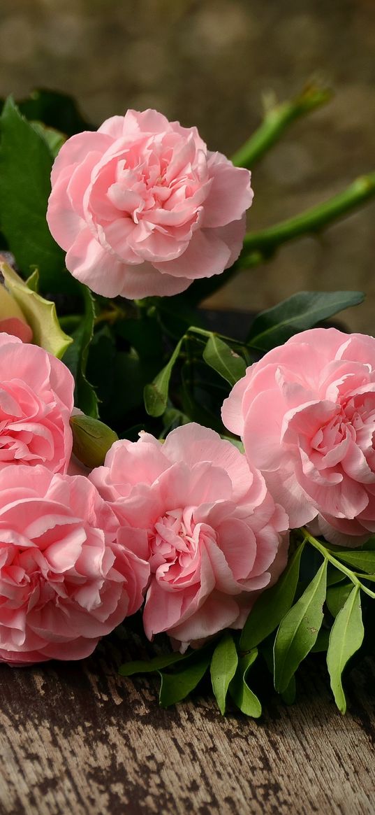 carnations, flowers, flower, pink