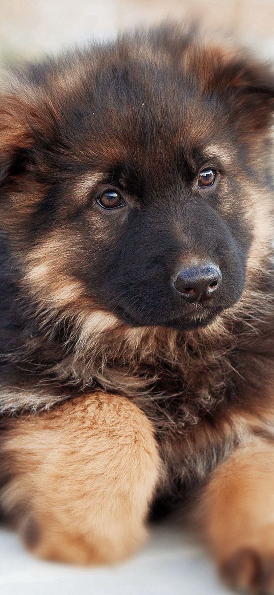 german shepherd, dog, puppy, cute