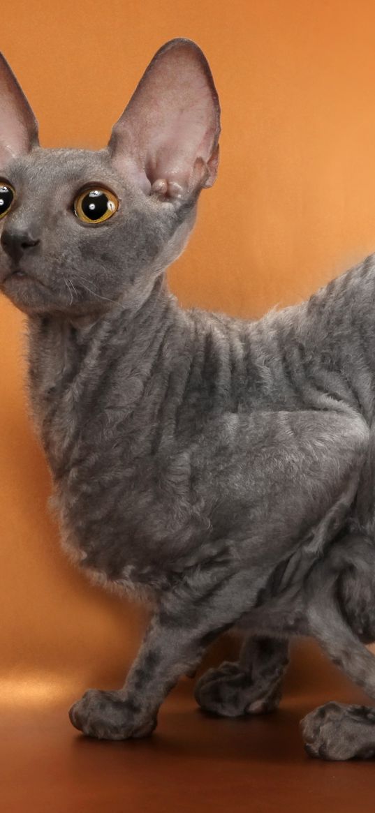 cornish rex, cat, breed, mutant