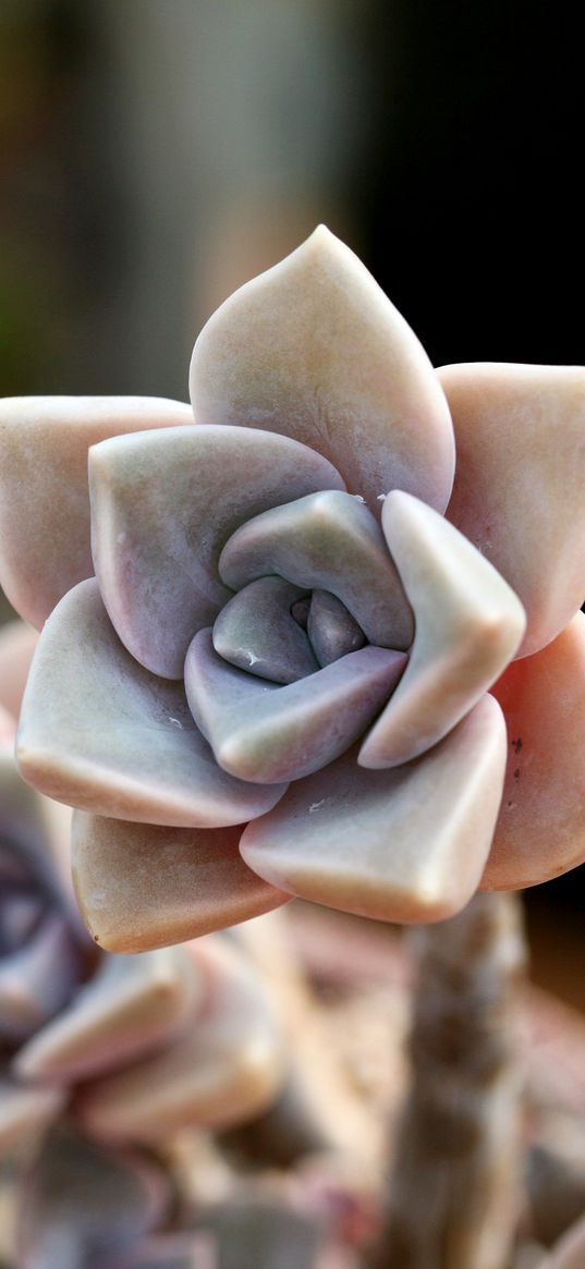 cactus, macro, petals, flower, houseplant