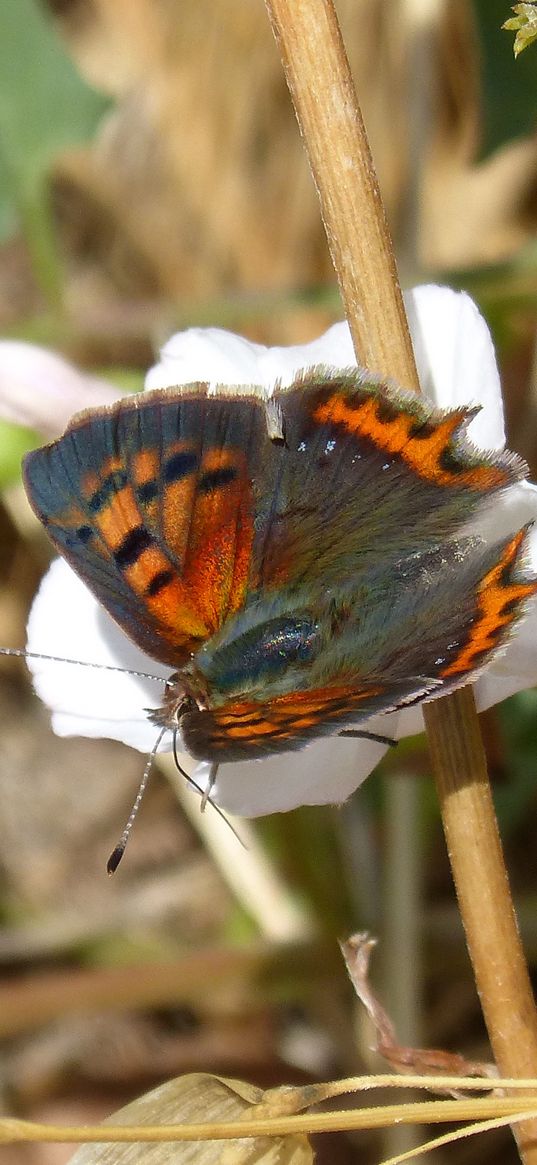 lycaena phlaeas, butterfly, flower