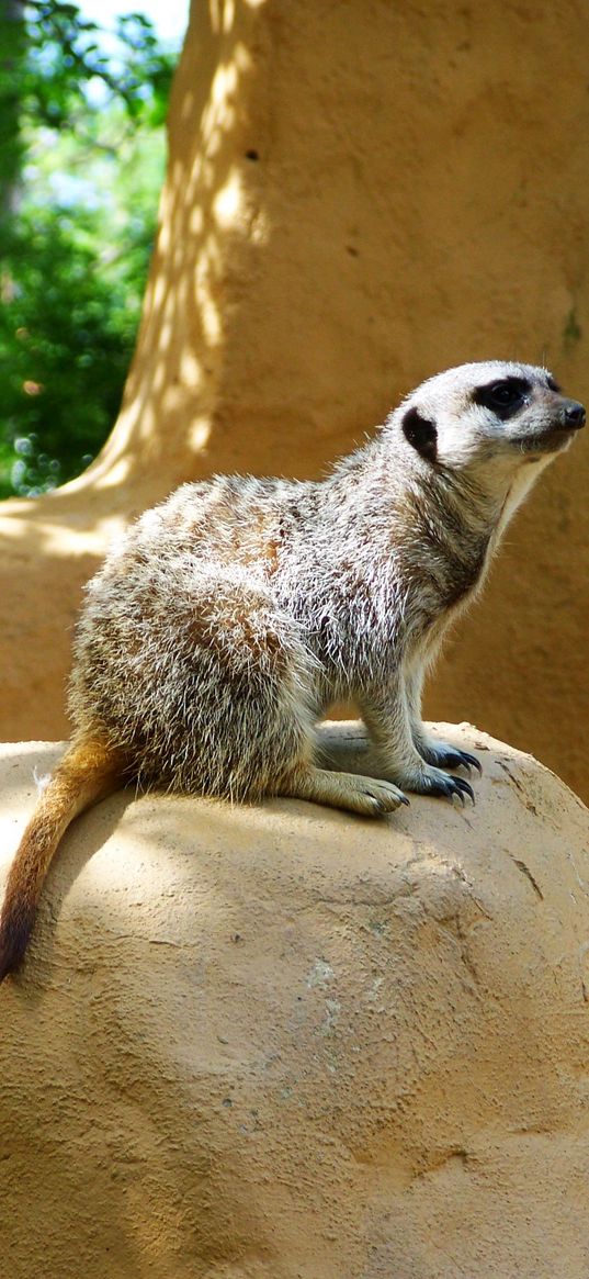 meerkat, zoo, hill, sit