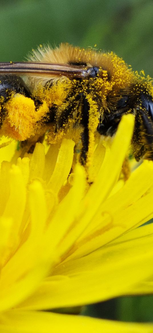 bee, pollen, nectar, flower, pollination