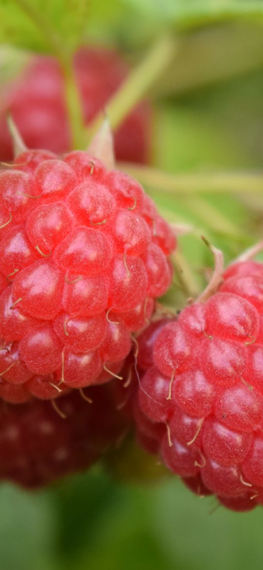 raspberries, berries, branch, ripe, leaves