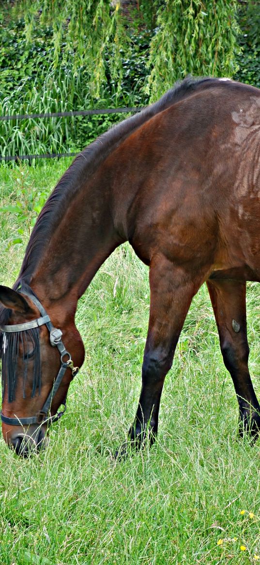 horse, grass, walking, eating