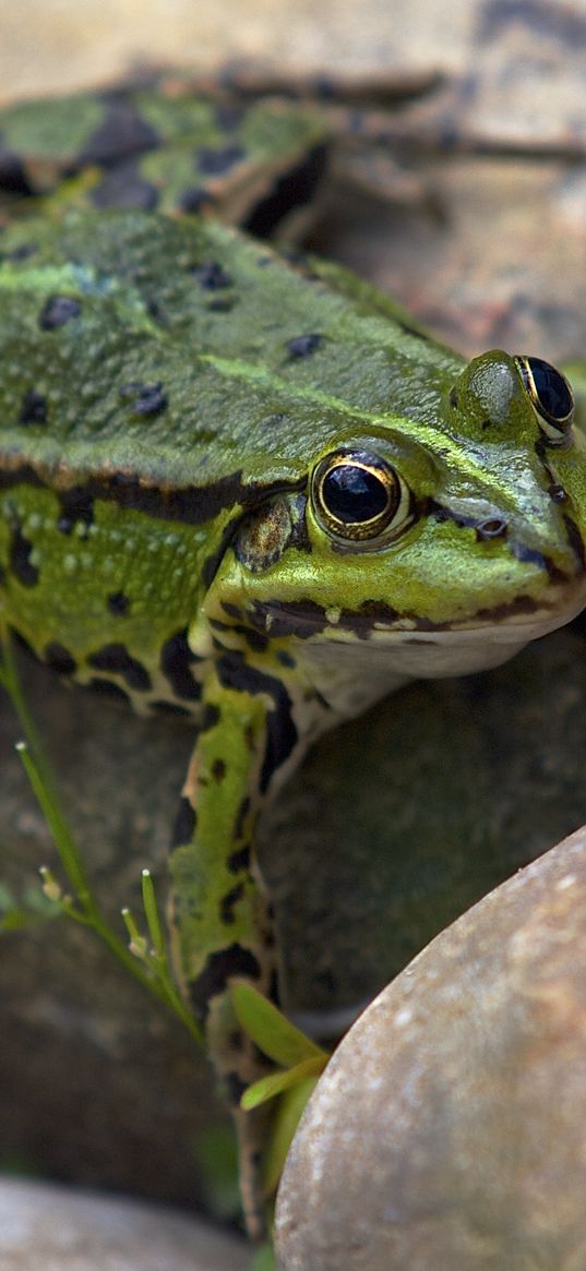 frog, amphibian, stone