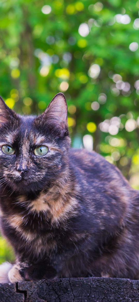 cat, spotted, sitting, outdoor