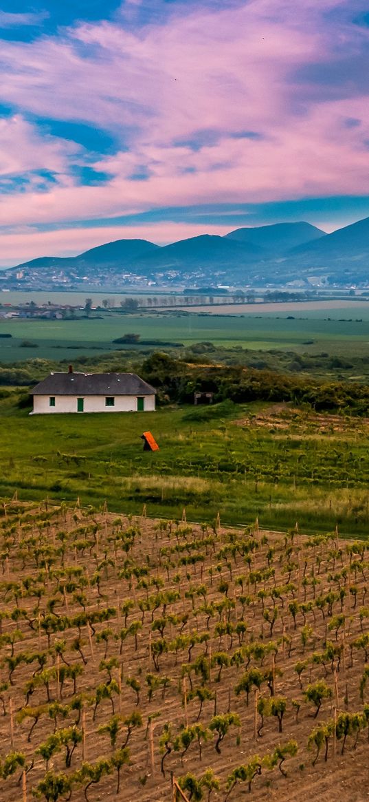 slovakia, vineyard, field, sky