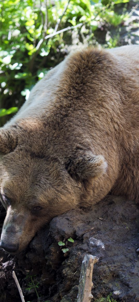 brown bear, lying, animal, tree