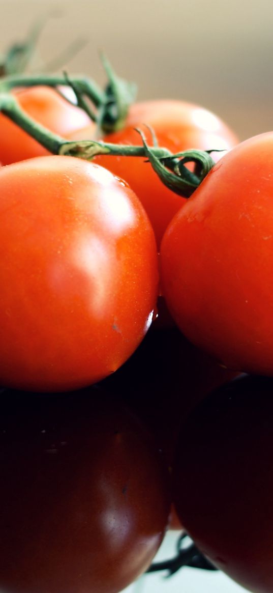 tomatoes, ripe, vegetables, reflection