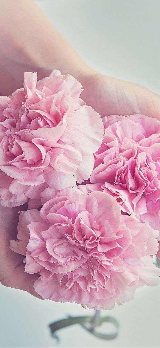 carnations, flowers, hands, pink