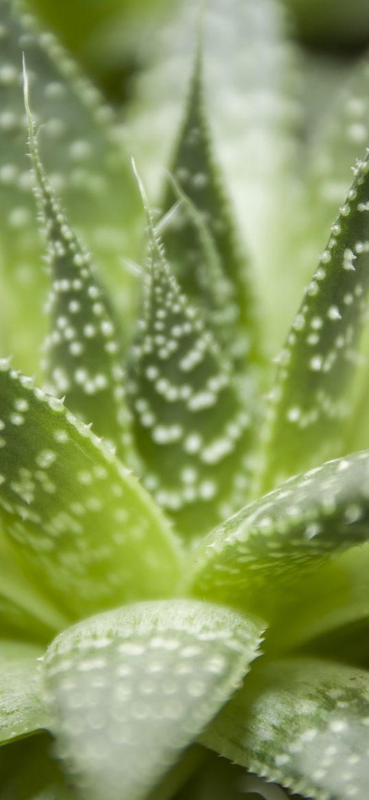 haworthia, flower, houseplant, close-up