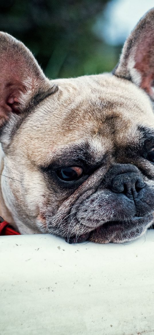 french bulldog, dog, muzzle