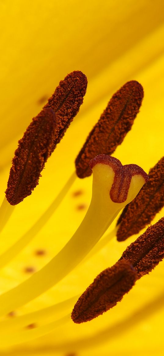 lily, flower, yellow, stamens, pollen