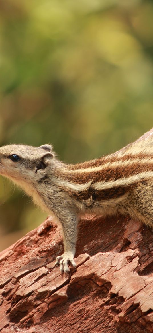 squirrel, small, tree, climbing