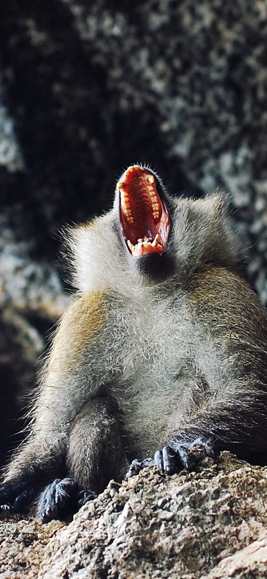 monkey, primate, aggression, open mouth