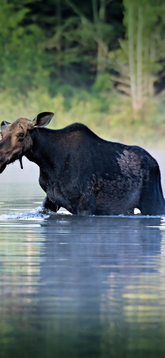 moose, water, river, walk