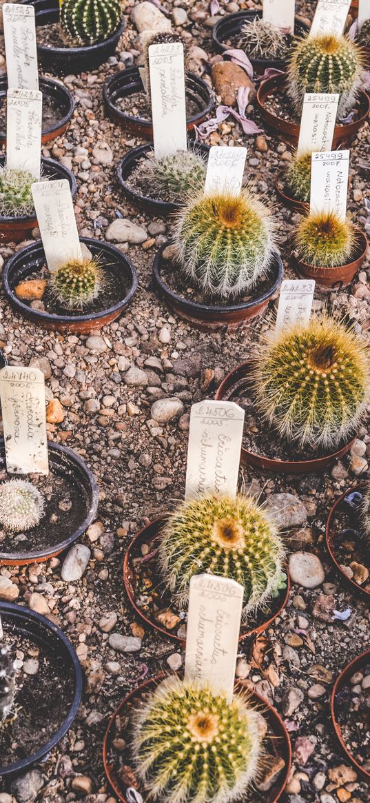 cactus, flowers, house plants, pots