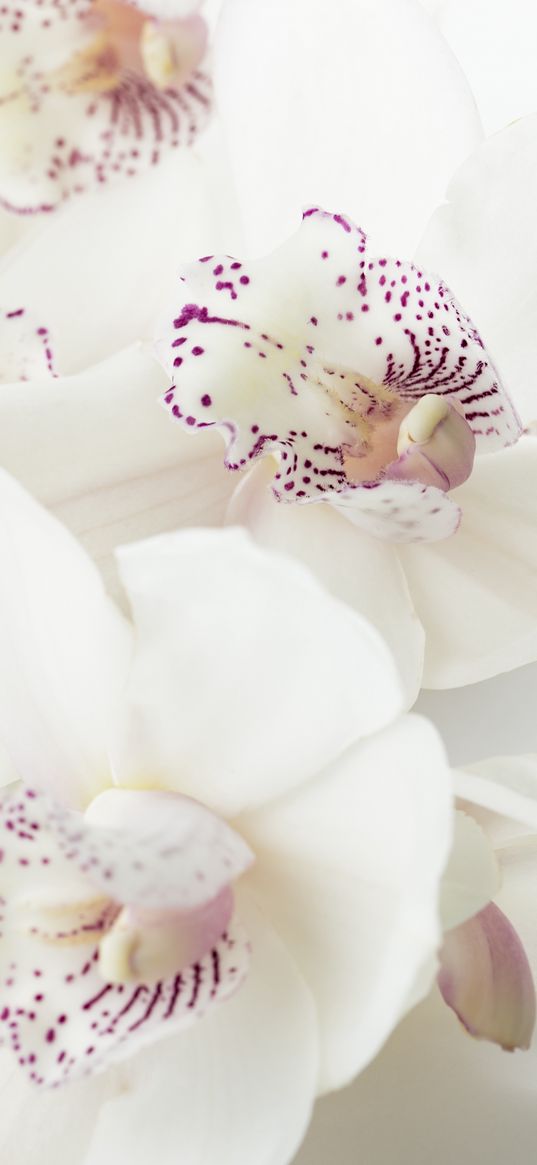 orchids, flowers, buds, spots