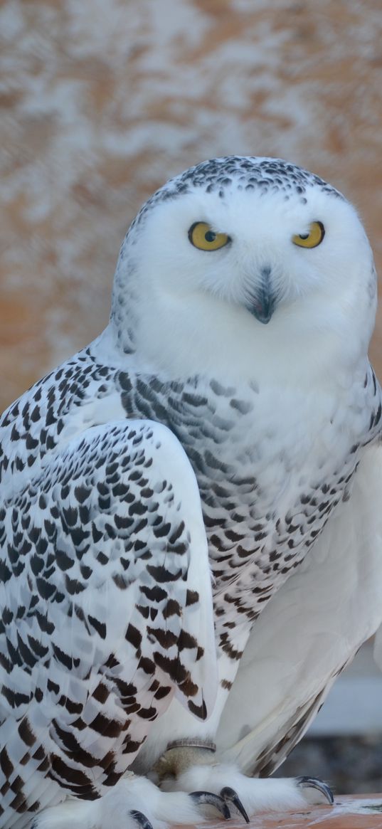 snowy owl, bird, predator