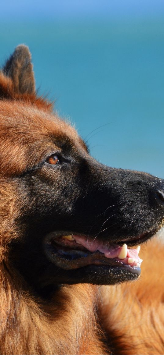 german shepherd, dog, long-haired