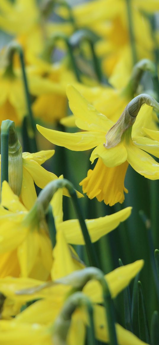 narcissus, flowers, buds, stems