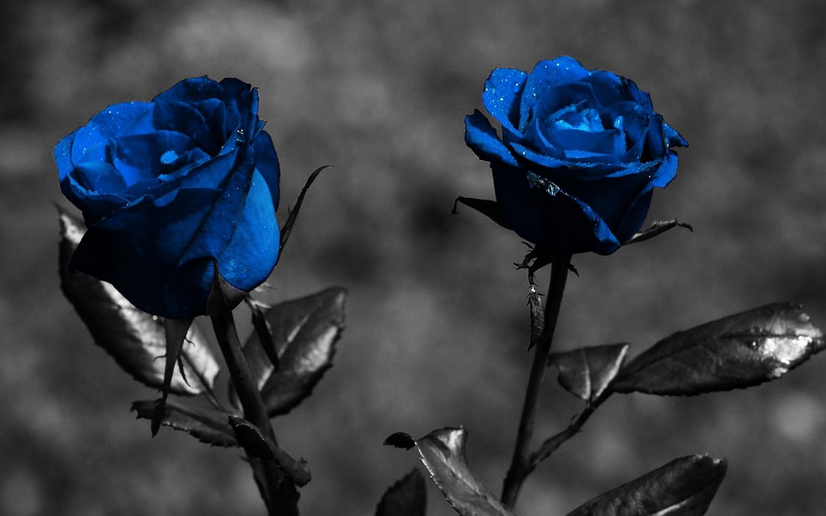 rose, blue, flowers, leaves, creative