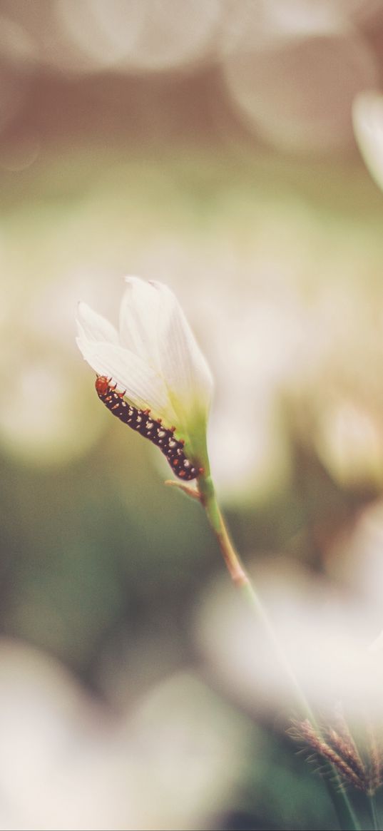 caterpillar, grass, flowers, macro, blurring