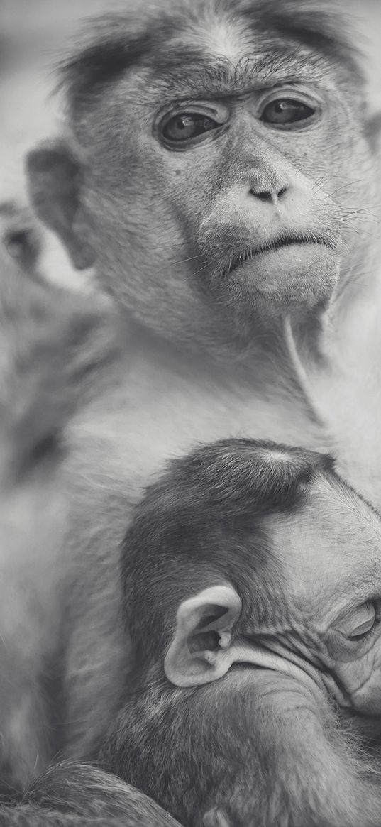 monkey, baby, bw