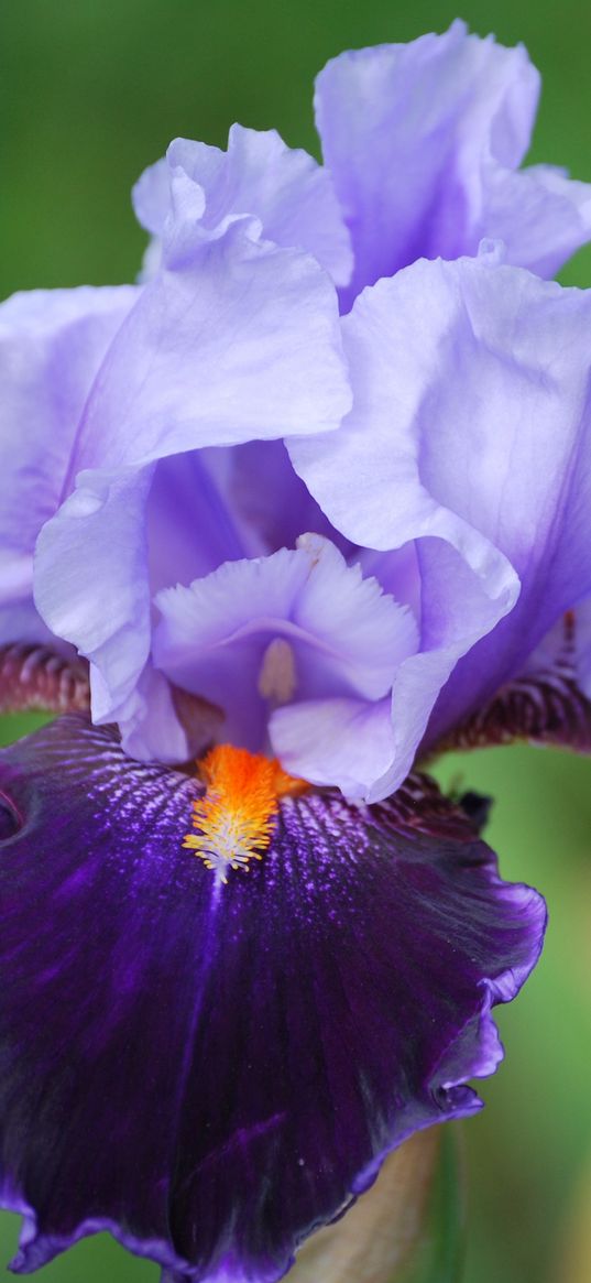 iris, flower, petals, close-up