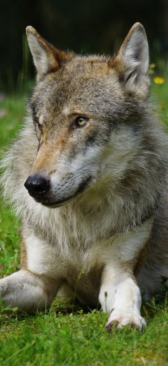 wolf, predator, grass, glance