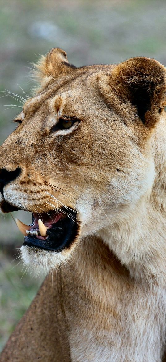 lioness, predatory, grin