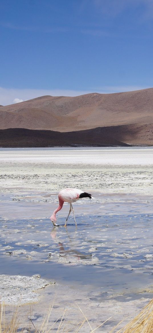 flamingos, lake, nature reserve