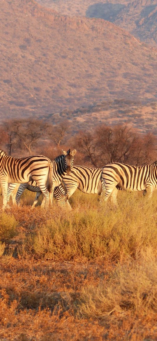 zebra, herd, savannah, pasture