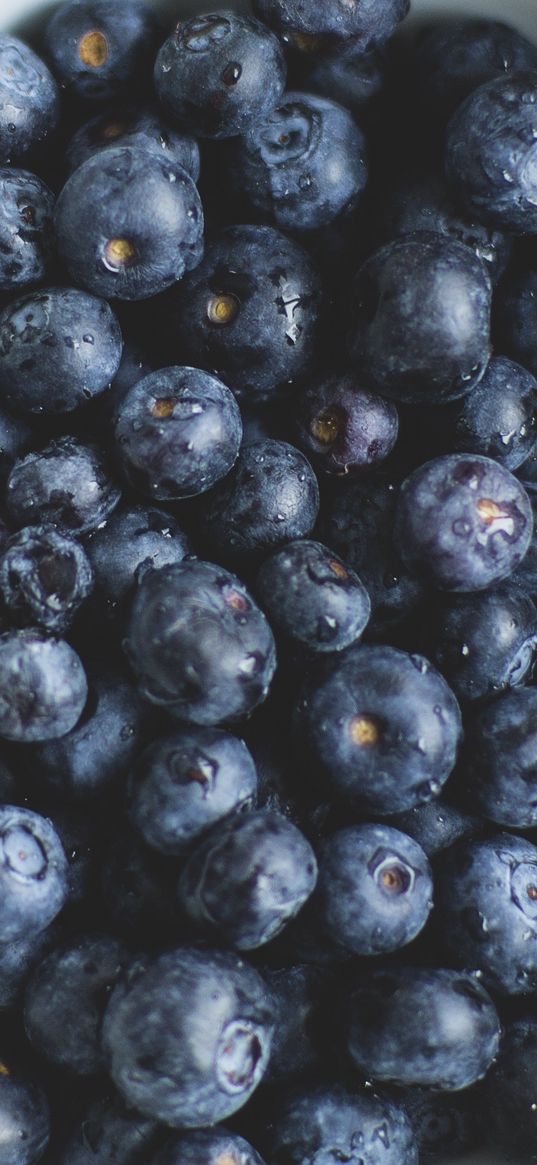 blueberries, plate, berry, ripe