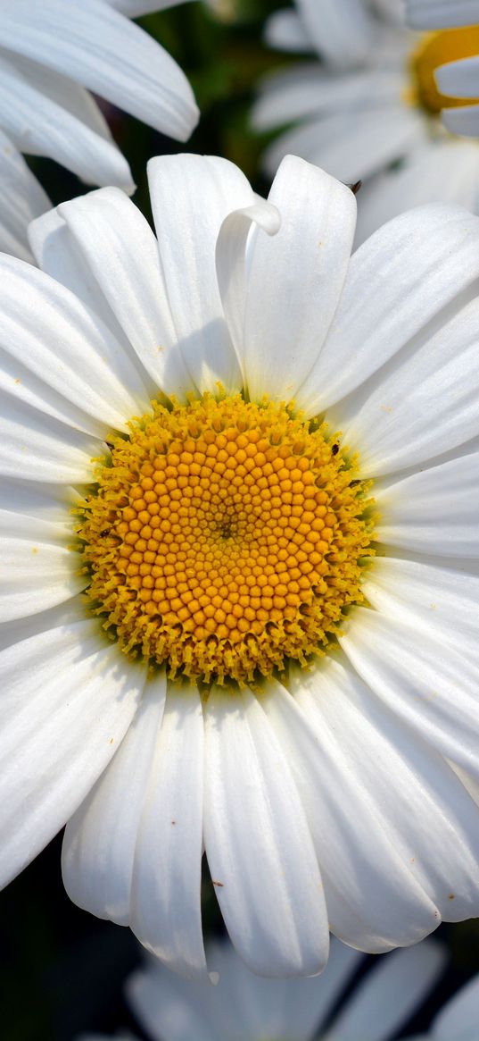 daisy, flower, petals, field