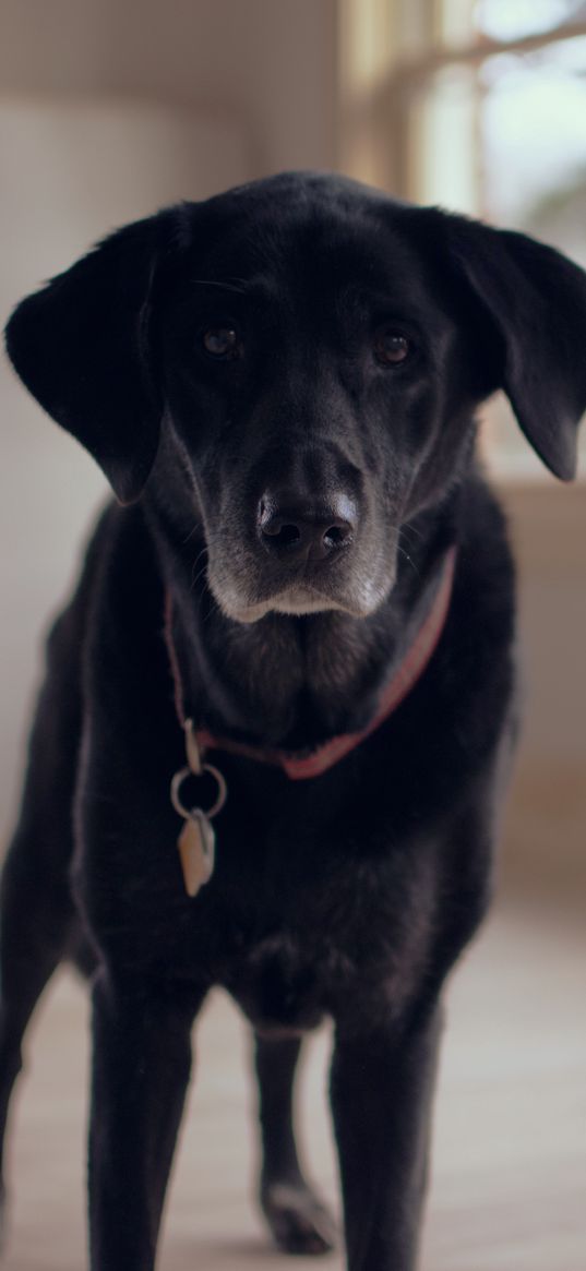 labrador retriever, dog, collar
