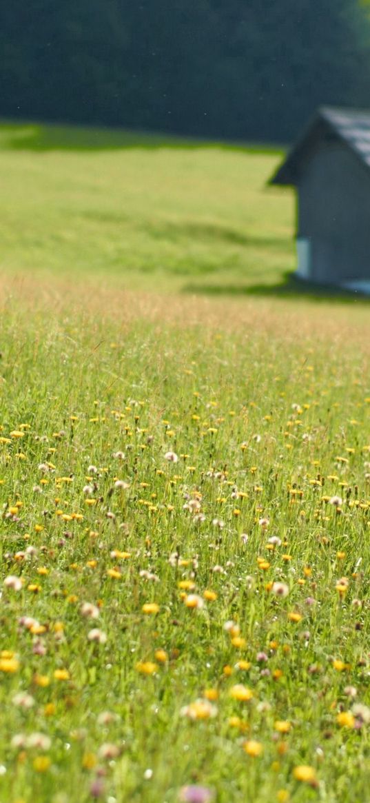 house, flowers, field, greens, grass