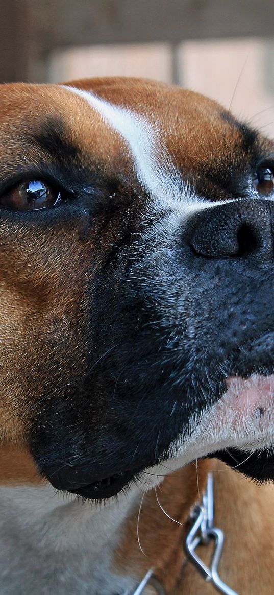 boxer, dog, muzzle, shepherd