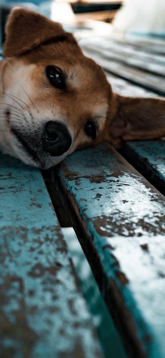 shiba inu, dog, puppy, lying